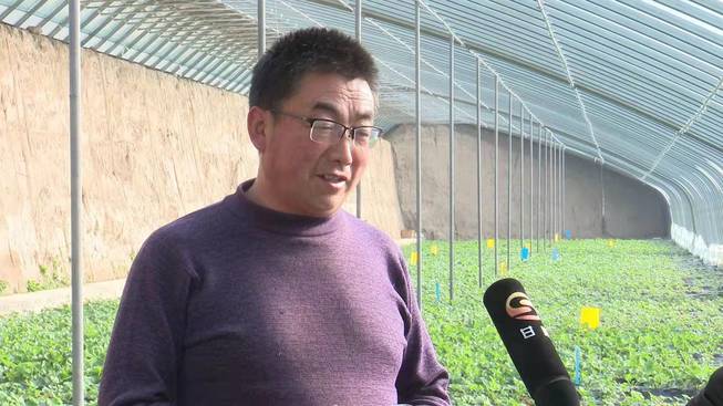 新春走基层临夏州康乐县制菌棒种草莓农民忙产业旺