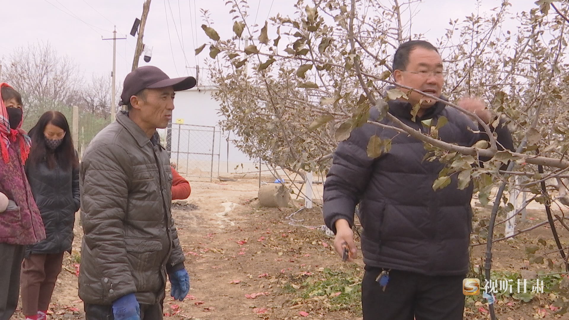 博鱼彩票果园管理正当时 技术培训暖寒冬——崆峒区扎实开展秋冬季果树修剪培训工作(图1)