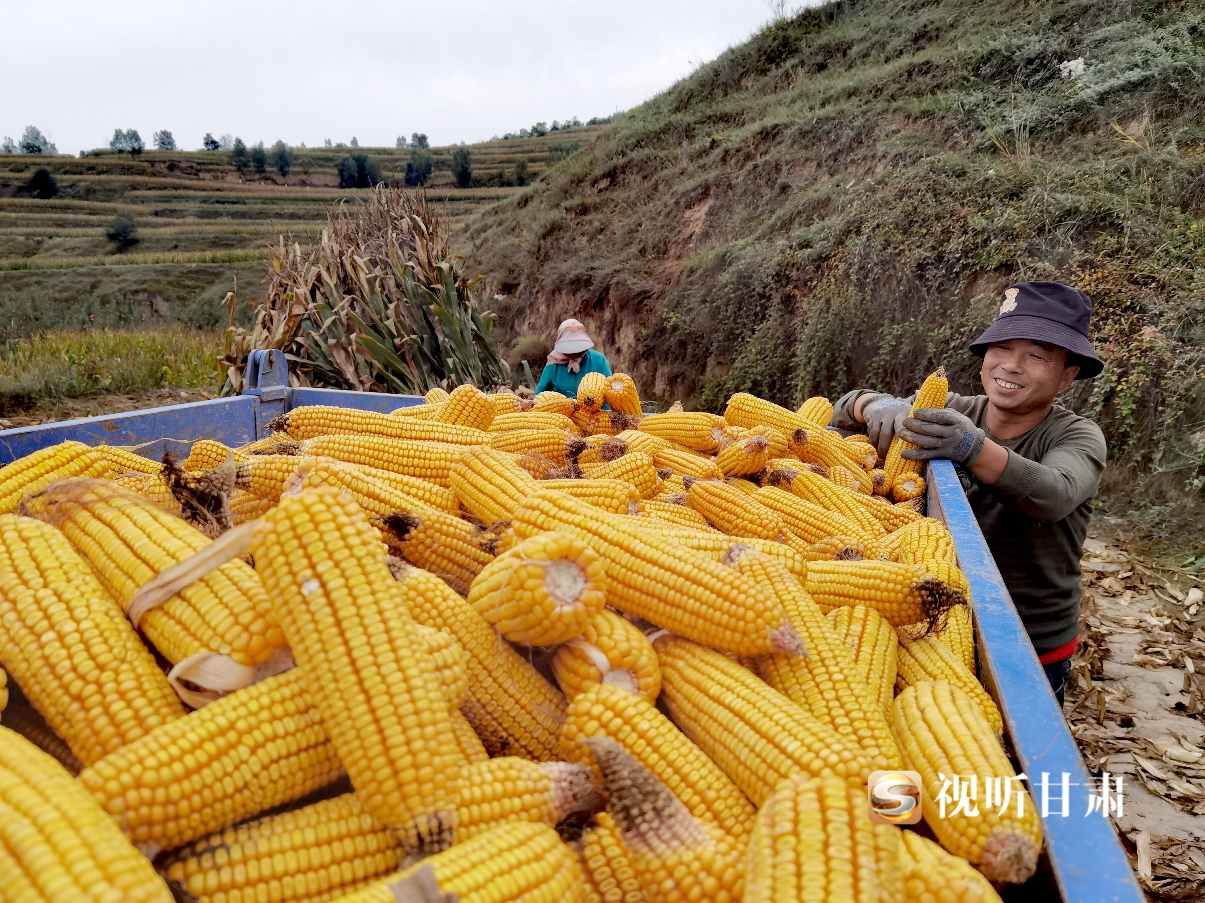 秋庆88玉米品种图片