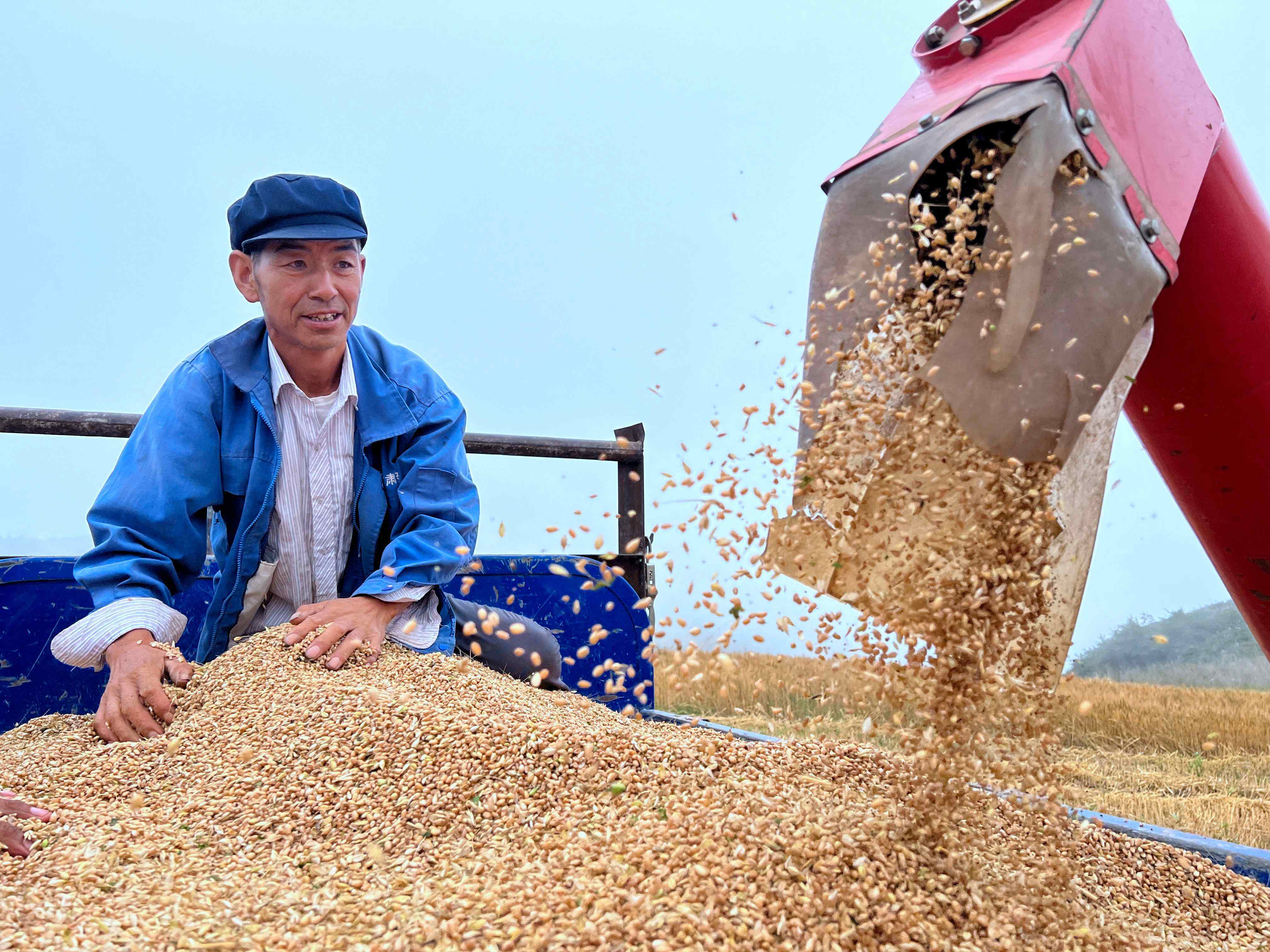 割麦子图片朋友圈图片