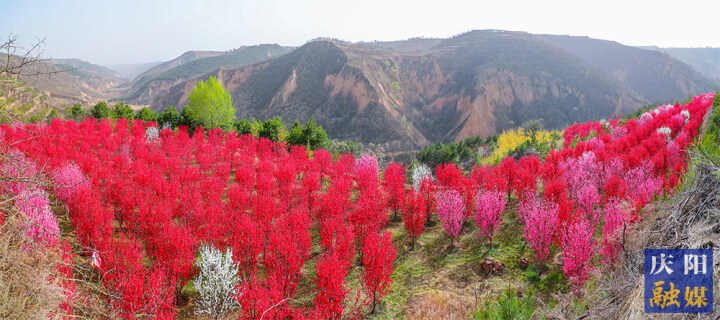 四月春风，十里桃花，董志塬上这个“桃花源”美极了！