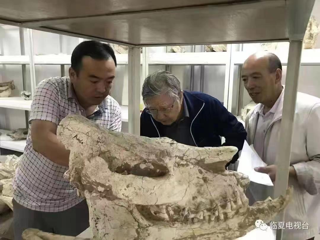 和政古动物化石博物馆官网