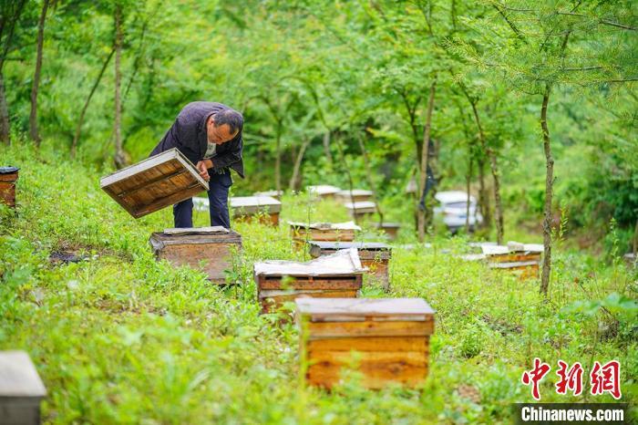 图为成县刘坪村村民林下中蜂养殖。　陈争强 摄